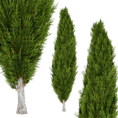 Mediterranean Cypress