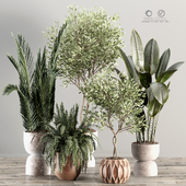 Indoor Plant Set 001