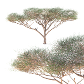 Vachellia tortilis