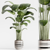 Indoor plant set 01