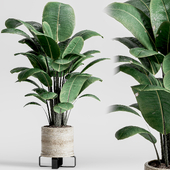 indoor plant set 02