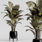 indoor plant set 03