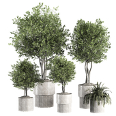indoor-plant-set1