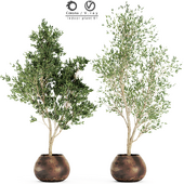 indoor plant 01