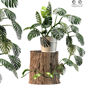 Indoor Plant 01