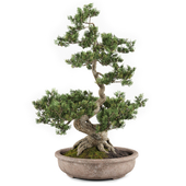 Bonsai tree 02
