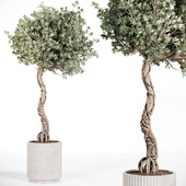 plant olive tree 02