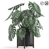 Indoor Plant