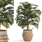 Monstera Indoor Plant Set -20