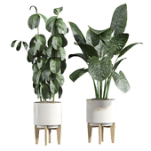 indoor-plant-set-004