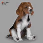 Beagle dog