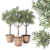 Olive tree in pot 02