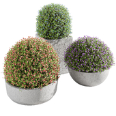 Topiary Ball Bush 2