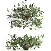 indoor plant set by Wooden vase 004