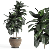 indoor plant set 003