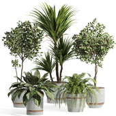 indoor plant set by cement pot 002