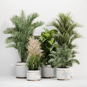 IndoorPlantSet016