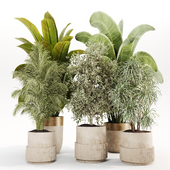IndoorPlantSet017