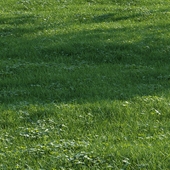 grass018