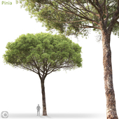 Pinus Pinea