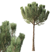 Pine / Pinus 4.2 m 001