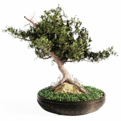 Decorative pine