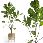 Ficus Lyrata Plant