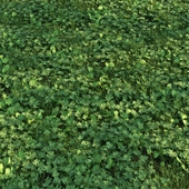 Soursob and Claytonia