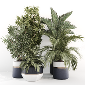IndoorPlantSet23
