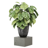 indoor Plants Collection - Set 1337