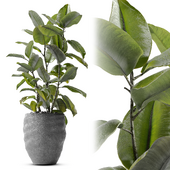 Indoor Plant Ficus Elastica With 3 Color Vases