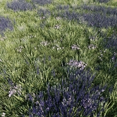 Meadow grass with lavender