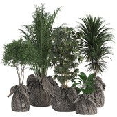 Indoor Plant Set 01
