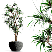 Yucca Tree Indoor Plant
