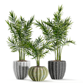 Areca Palm Indoor Plant Set