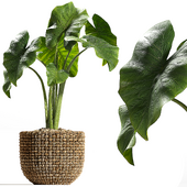 Elephant Ear With Rattan Vase Indoor Plant Set