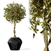 Ficus Benjamina Variegata Weeping Fig With GeoMetric Vase