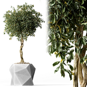 Ficus Benjamina Tree Weeping Fig Leaf Indoor Plant With Geometric Pot
