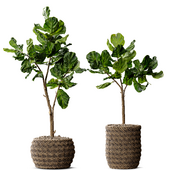 Indoor Plant Ficus Lyrata Fiddle Leaf Fig With Wicker Pot