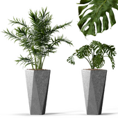 Indoor Plant Set Monstera Swiss Cheese And Areca Palm With Geometric Pot