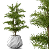 Indoor Plant Pine Norfolk Island Pine Set With White Pot