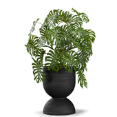 Indoor Plant Set Monstera Swiss Cheese With Modern Black Pot