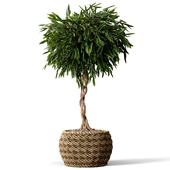 Indoor Plant Banana Leaf Fig Ficus With Rattan Vase Set