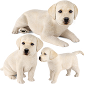 Labrador puppy