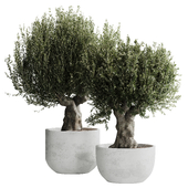 Olive Tree Indoor Plant Set 01