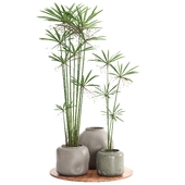 indoor plant set081