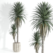 Indoor Plant 03
