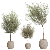 Indoor Plant 01