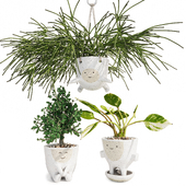 Set of indoor plants