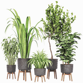 Indoor Plant 02
